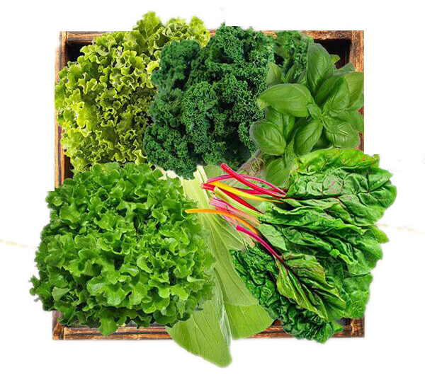 Harvest-Box_600x