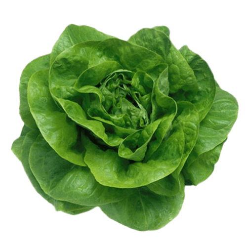 Lettuce Butterhead