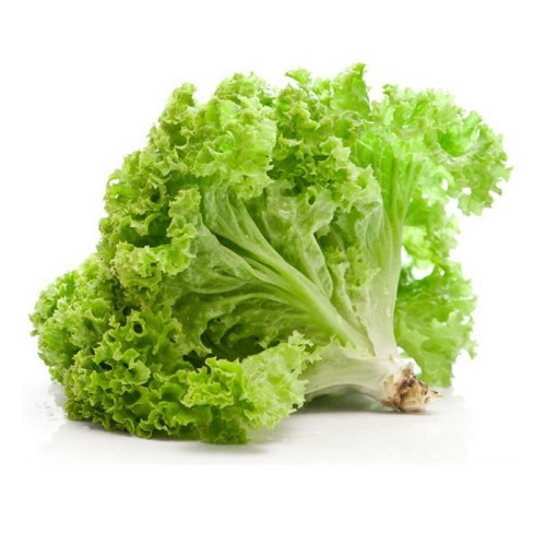 Lettuce - Green oak