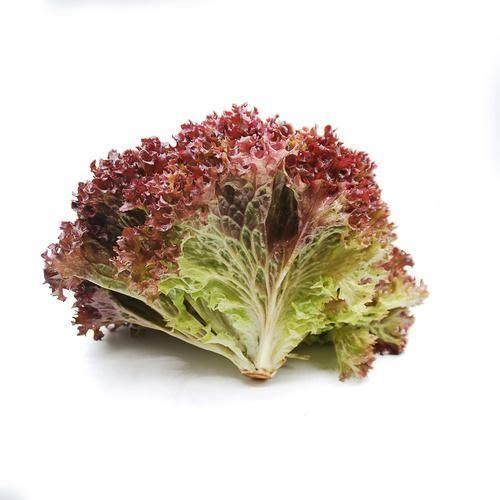 Lettuce - Lollo Rosso Red