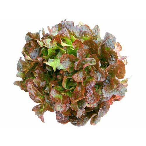 Lettuce - Red Oak
