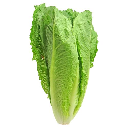 Lettuce Romaine