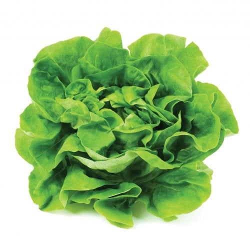 Lettuce - Summer Crisp